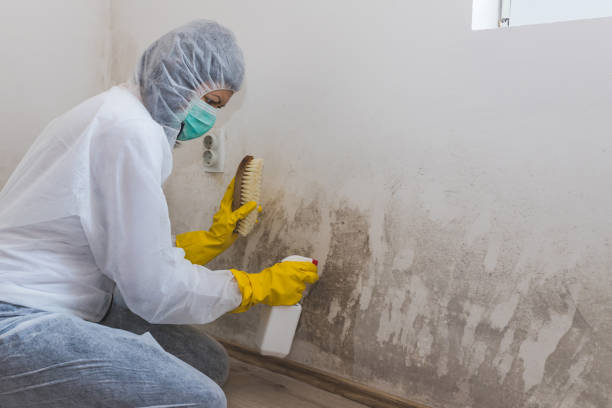 Best Basement Mold Removal  in Decatur, MI