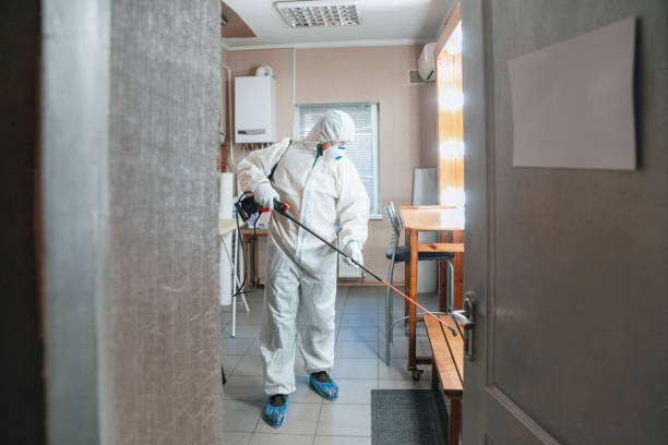 Best Black Mold Removal  in Decatur, MI