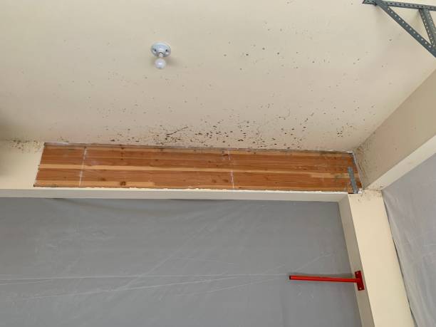 Trusted Decatur, MI Mold Inspection, Removal & Remediation Experts